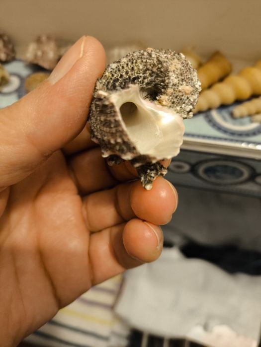 Ракушки разных размеров и ыорм