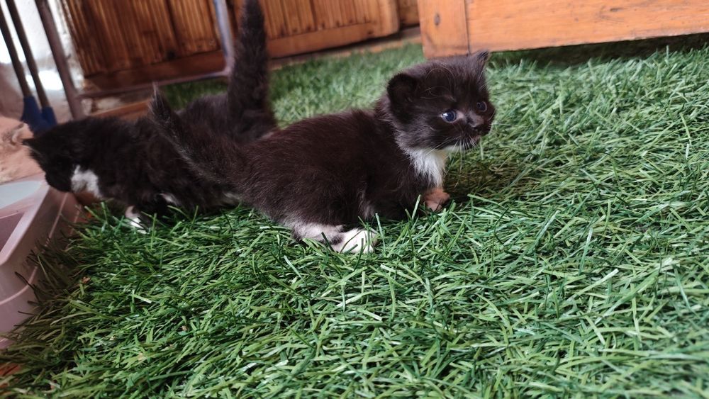 Котята ищут любящий дом