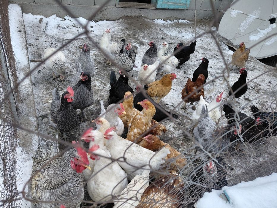 Куры продам курей