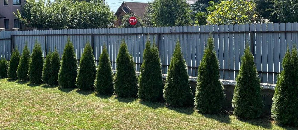 Vând tuia cu înălțimea între 120–150 cm