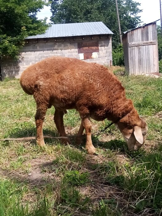 Қошқар сатылады   породалы.