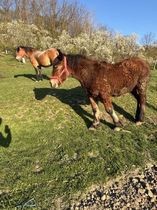 Vand o manza din doua