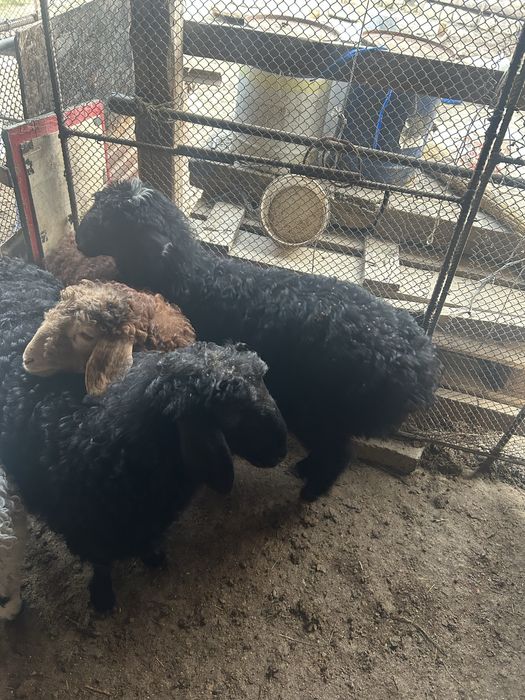 Қозылар сатылады