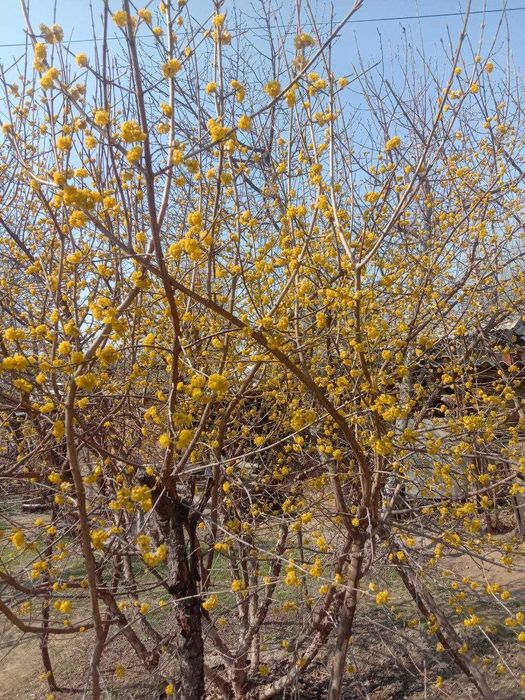 Саженцы Кизил-Лукъяновский-Влодимирский!