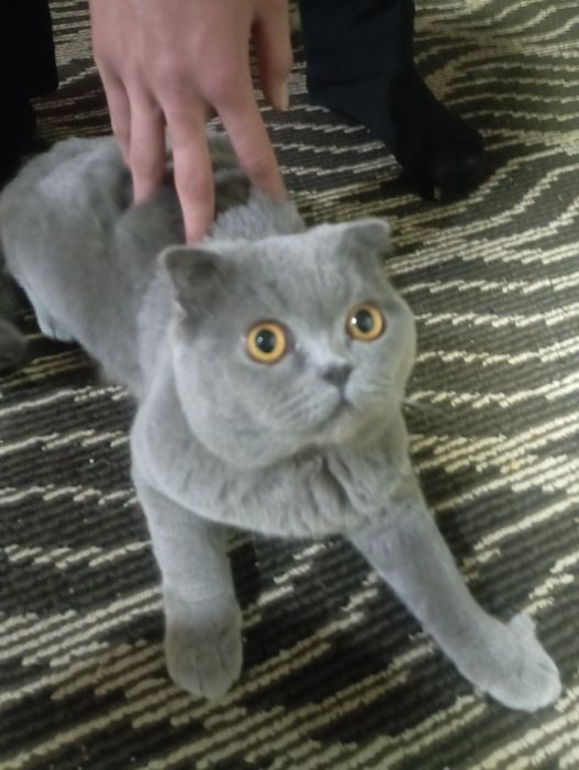 Zotli mushuk erkak skottish-fold sotiladi