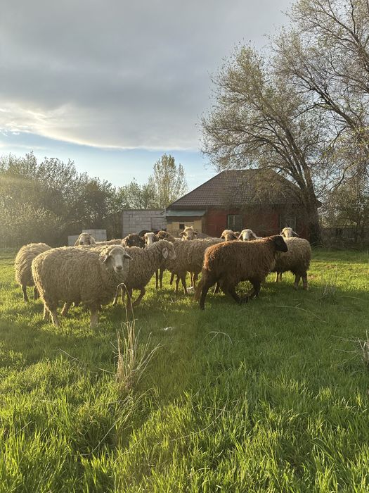 Продам справных баран !