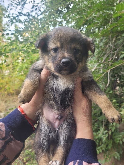 Кутята сироты ищят дом