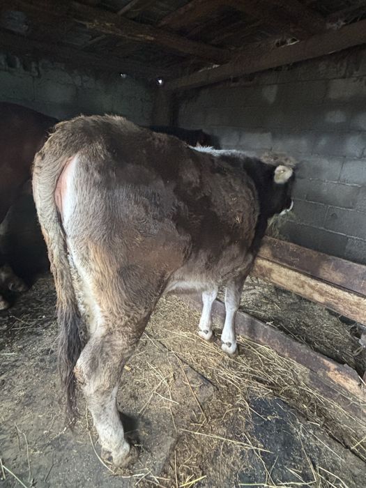 Vand juninca detali la telefon