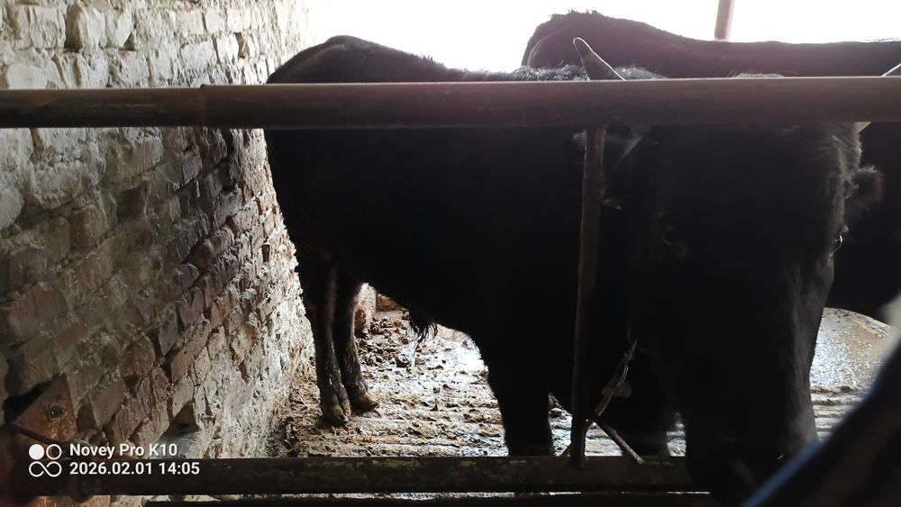 Buqa sotiladi yosh buqacha