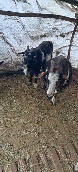 De vanzare iezi de paste pentru sacrificat