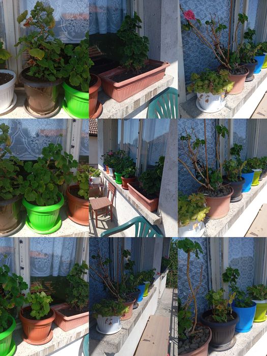 Цветя за дома и телевизор