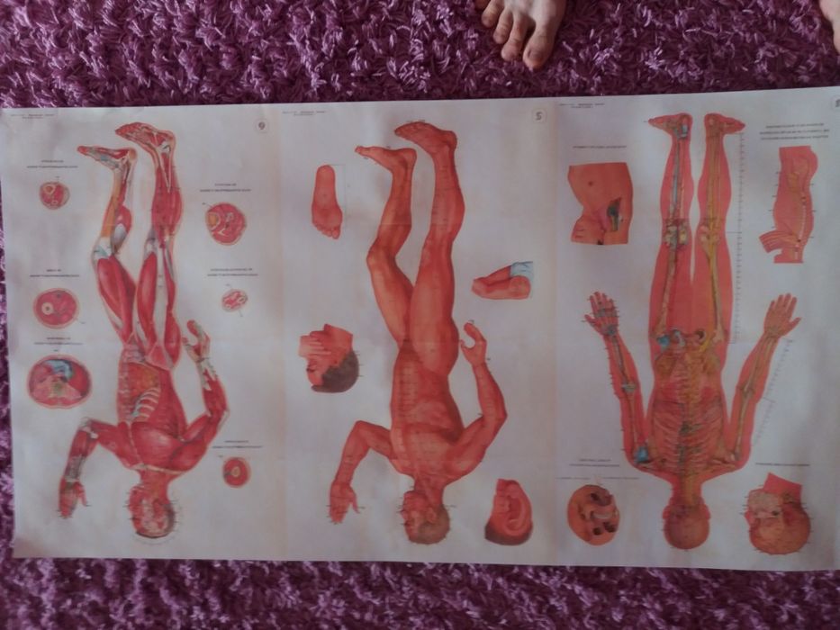 Planse anatomie acupunctura