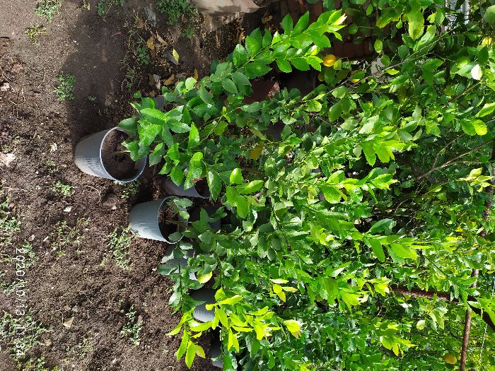 лимонови дръвчета