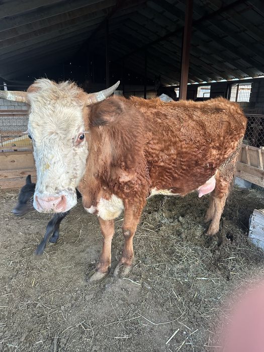 Сиыр бұзауымен сатылады