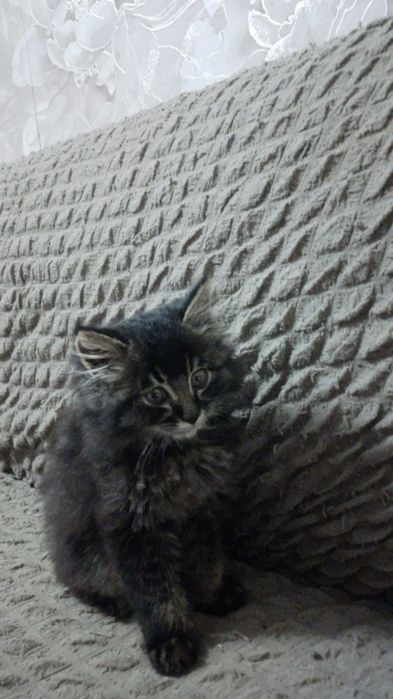 Отдам котёнка мальчика