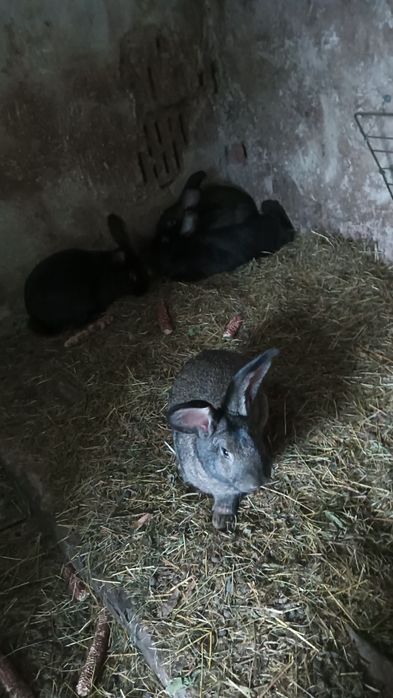 Vând iepuri fluture