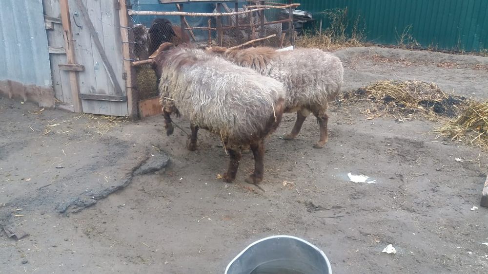 Продам баранов на откорме