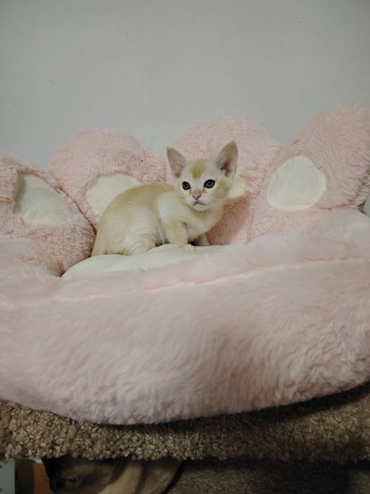 Европейская бурма