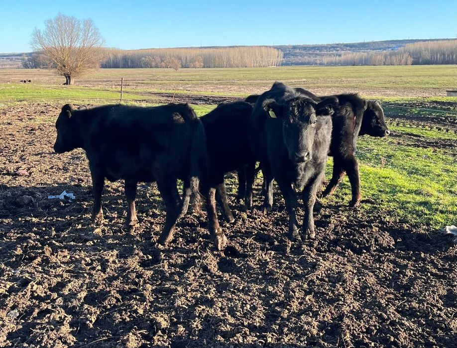 Vând un lot de 12 vitele aberden angus