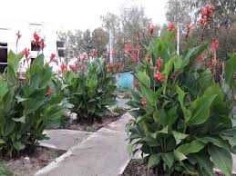 Цветы КАННА (клубни)