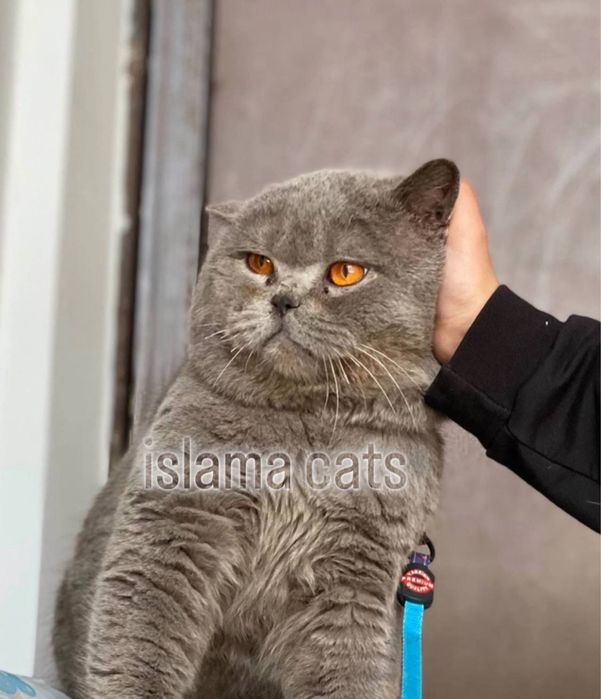 Viyaskaga BRITANISKIY asl qon