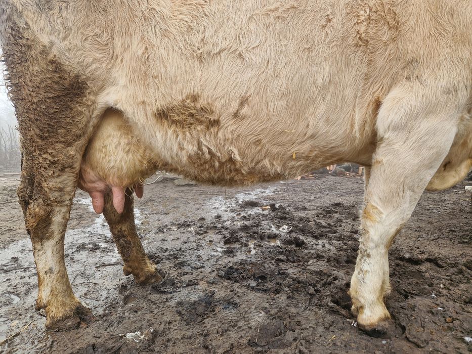 Vand vaca cu vitea cu tot