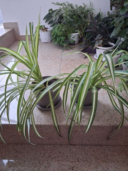 Стайни цветя - бегония, коледничета