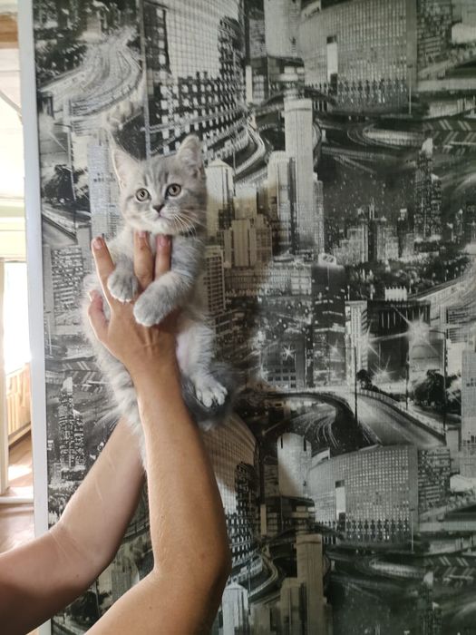 Шотландские котята