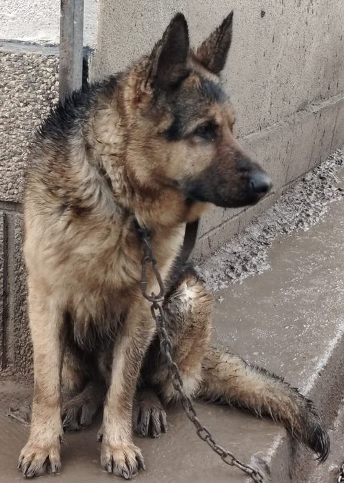 Продавам Немска овчарка