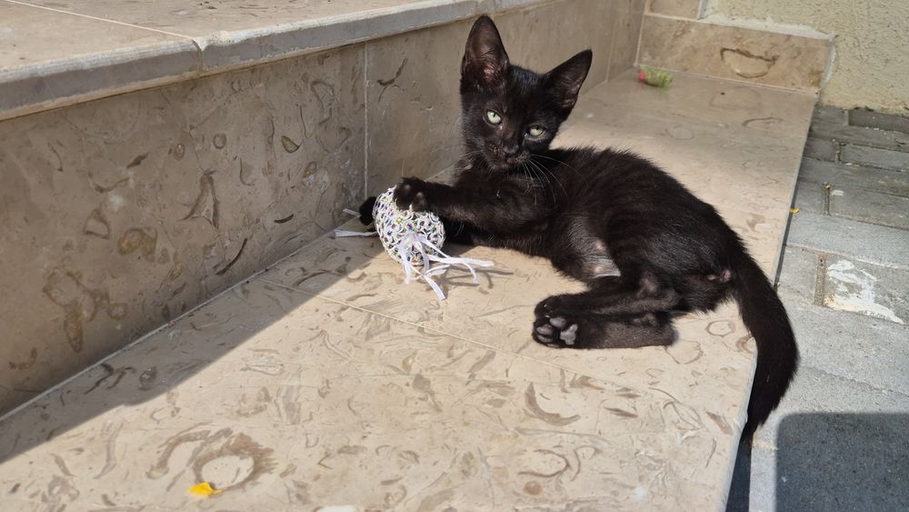 Pui pisică pentru adopție responsabilă (7 săptămâni - Ploiești/București/Ilfov)