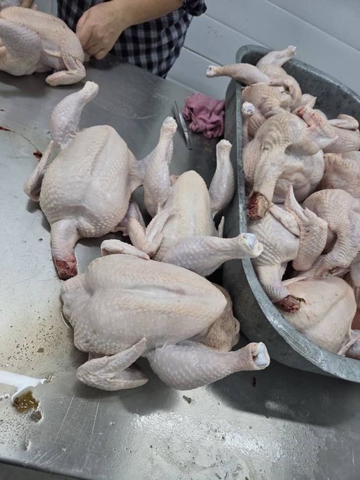 Мясо домашних курочек