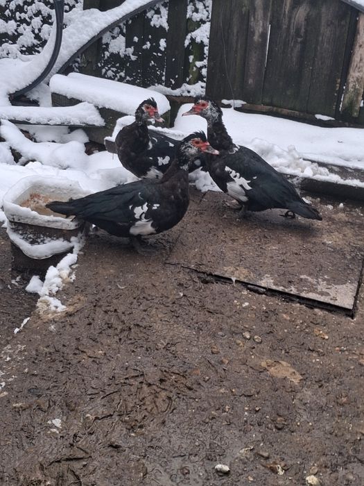 Vând rațe mute in Craiova