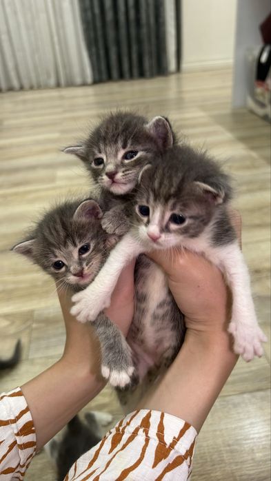 Котята ищут любящий дом