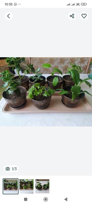 Продам комнатные цветы