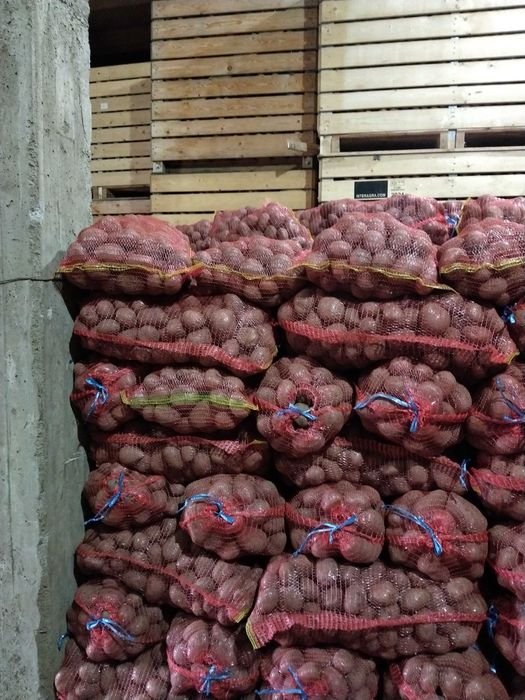 Cartofi consum, samanta,furaj