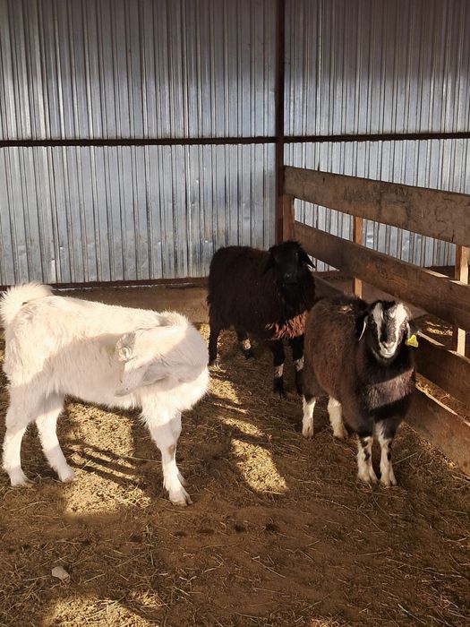 Серке 50 ооо токты 67ооо