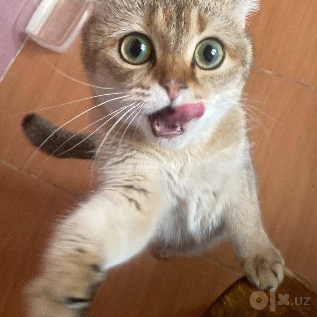 Продается мололая шиншилла
