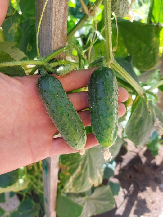 Продам домашние огурцы