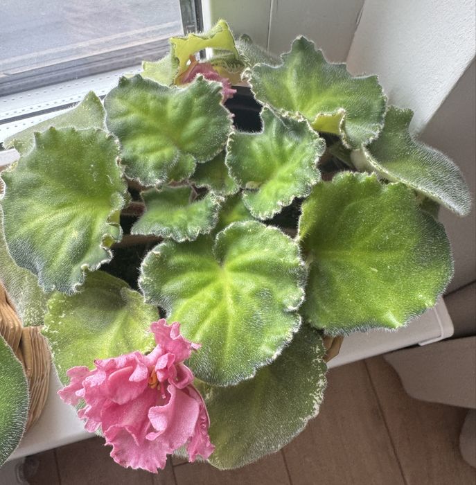 Продам сортовые фиалки