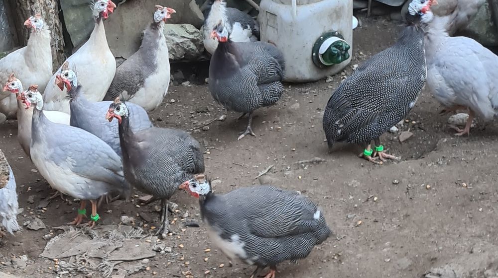 Oua pentru incubare de bibilici  colorate