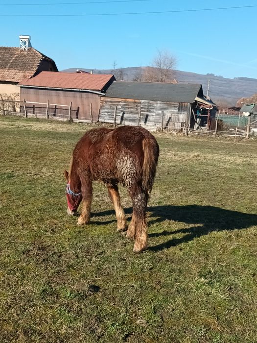 De vanzare manzi si tot ce se vede