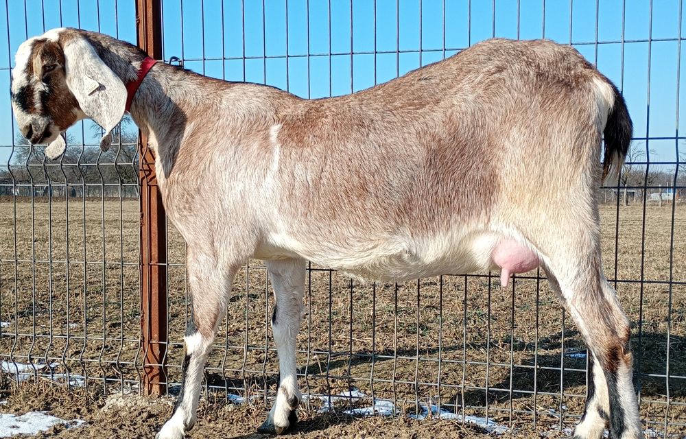 Anglonubiana la prima fătare