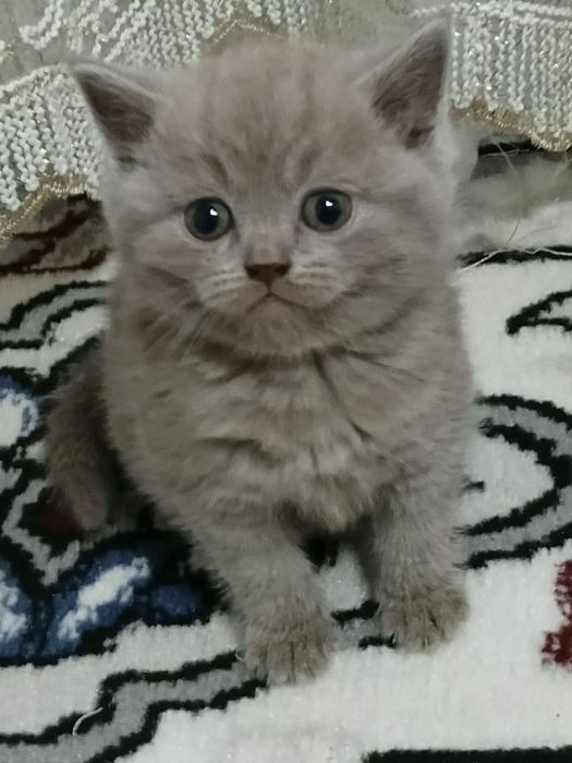 Британские мальчик и девочка