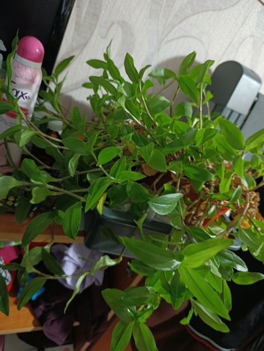 Комнатные растения цветы