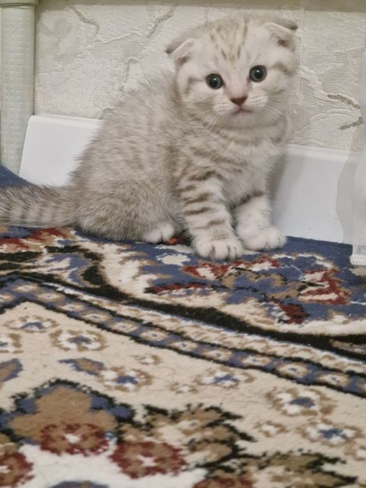 Шотландская вислоуха еркек мысық