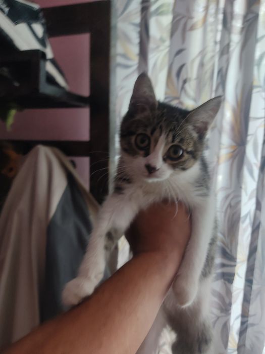Одам котят в хорошие руки