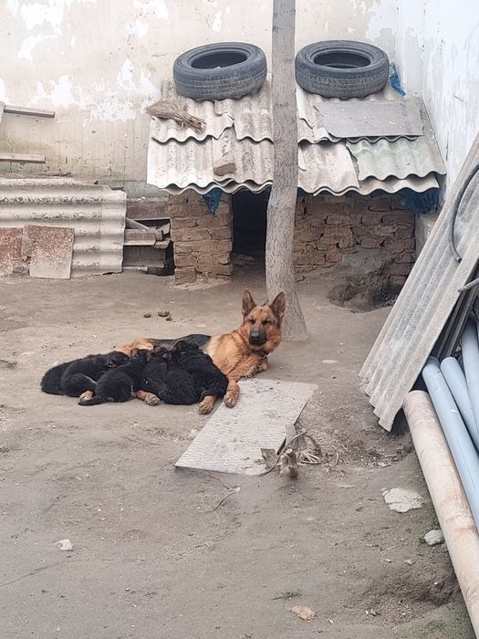 Toza nemis ovcharka bolalari