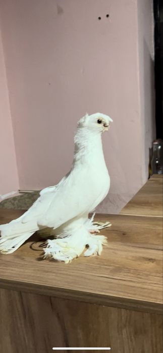 Белый самец голуби