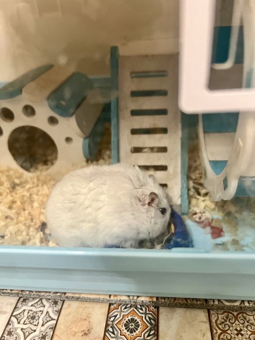 Джунгарский хомячок