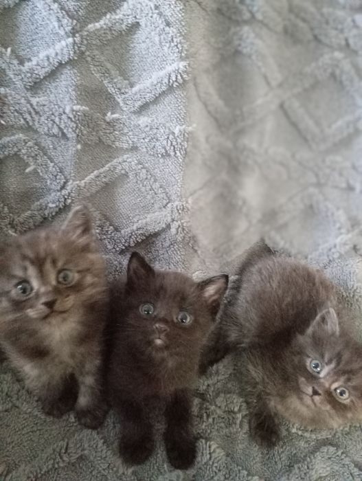 Отдам котят в хорошие руки